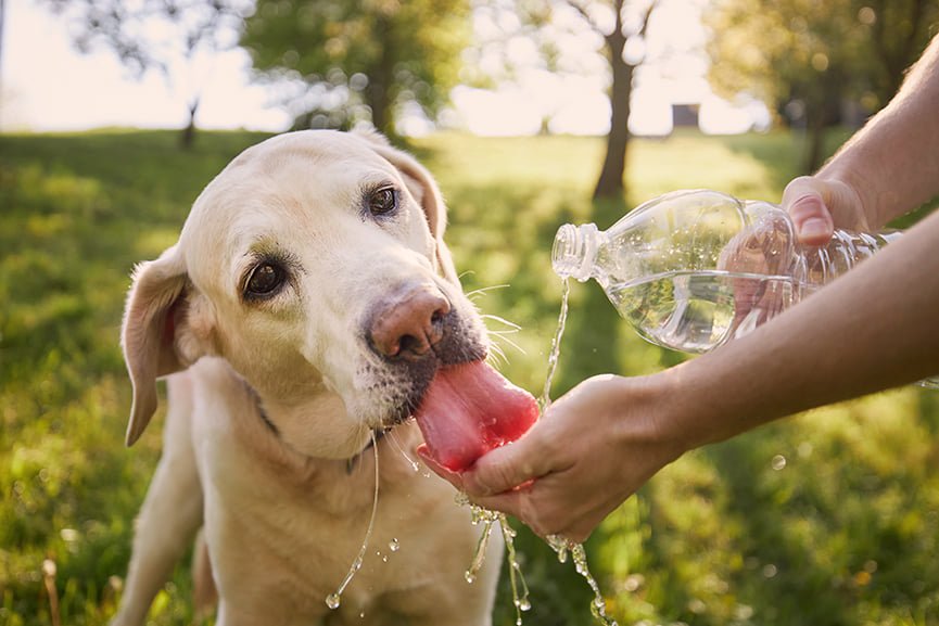 Cómo afecta el calor a las mascotas
