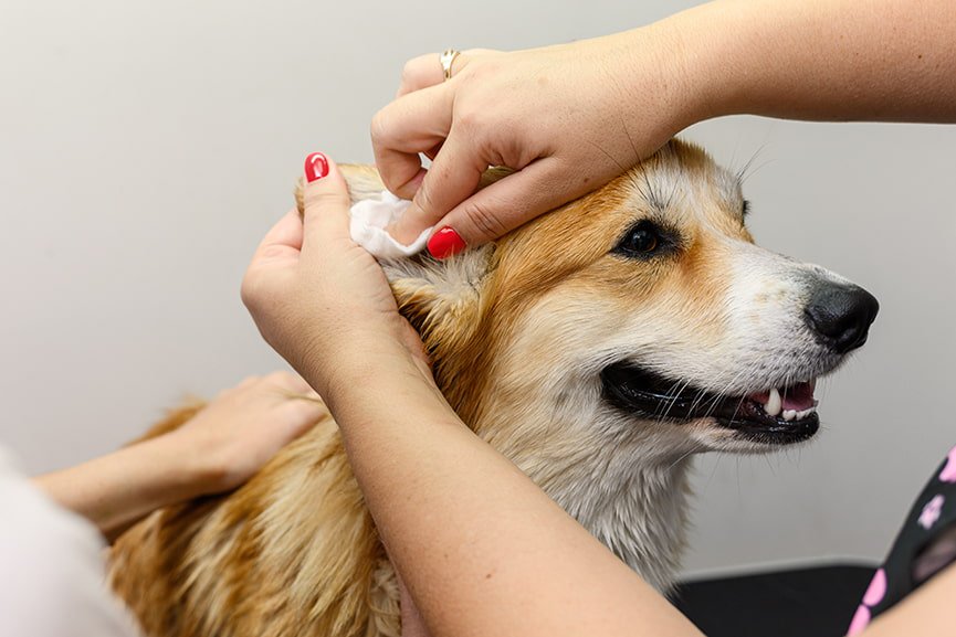Cómo limpiar las orejas a un perro