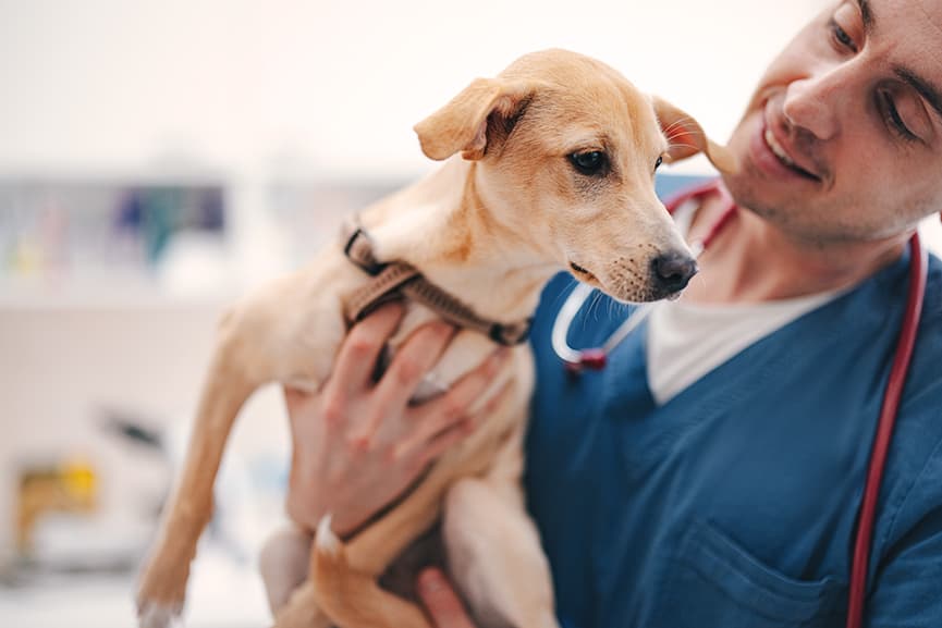 Guía de vacunación canina