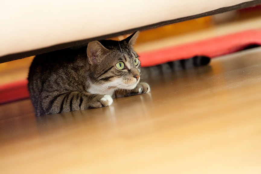 Cómo mudarse sin que tu gato sufra el cambio