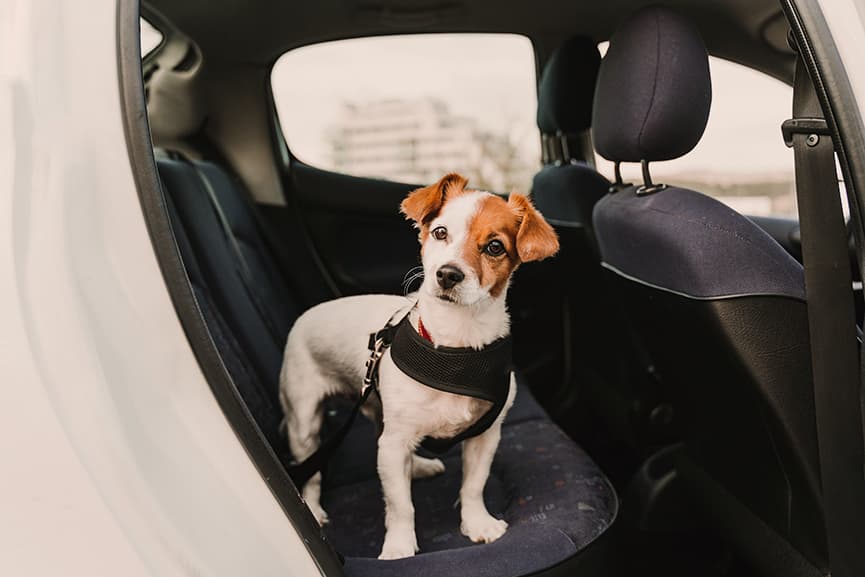 Consejos para viajar con tu perro