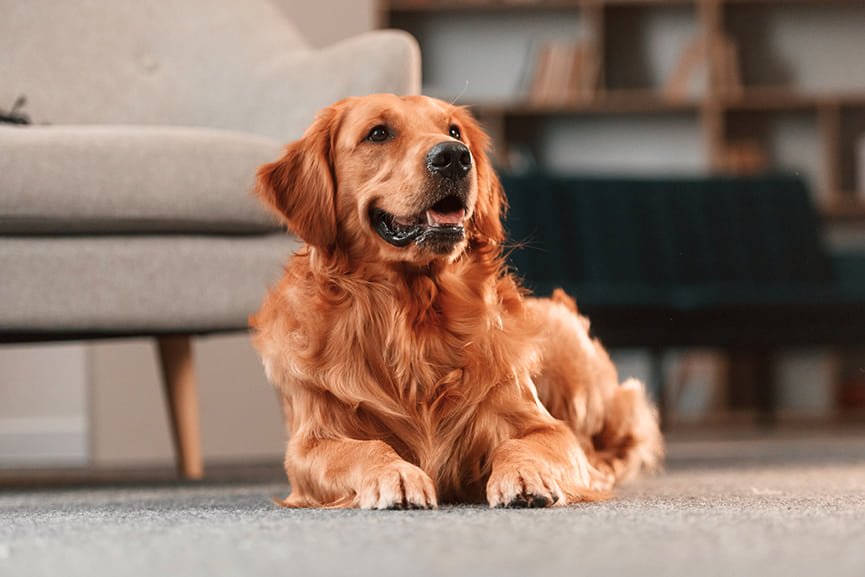 Dermatitis en perros