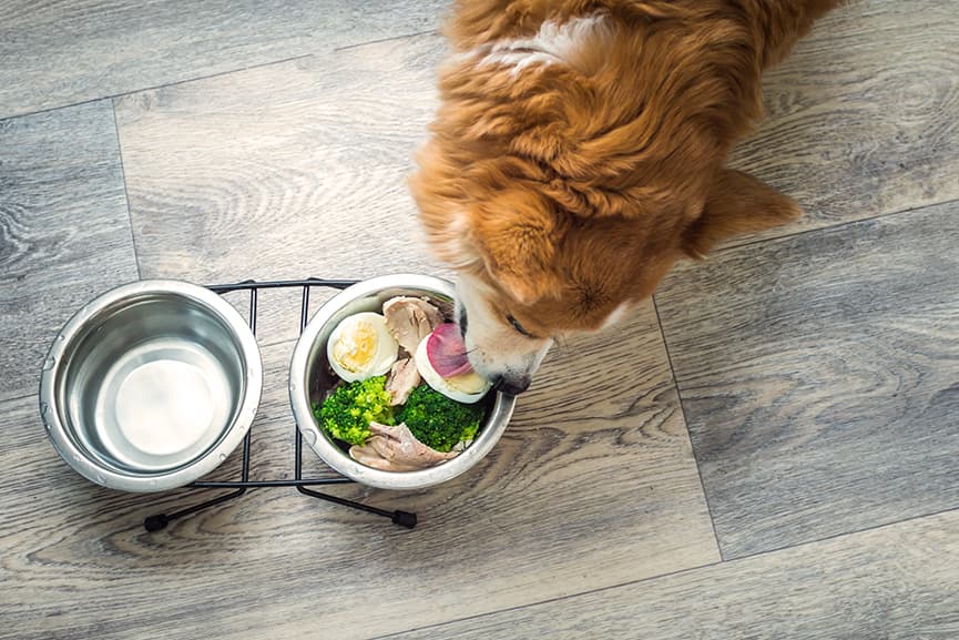 Dieta BARF o comida casera cocinada. Qué opción es mejor para tu perro