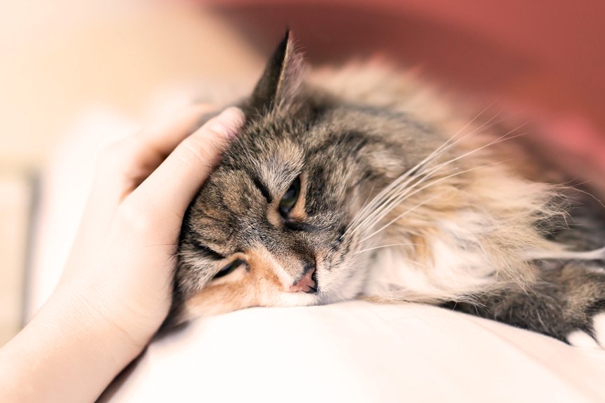 Dolor en gatos