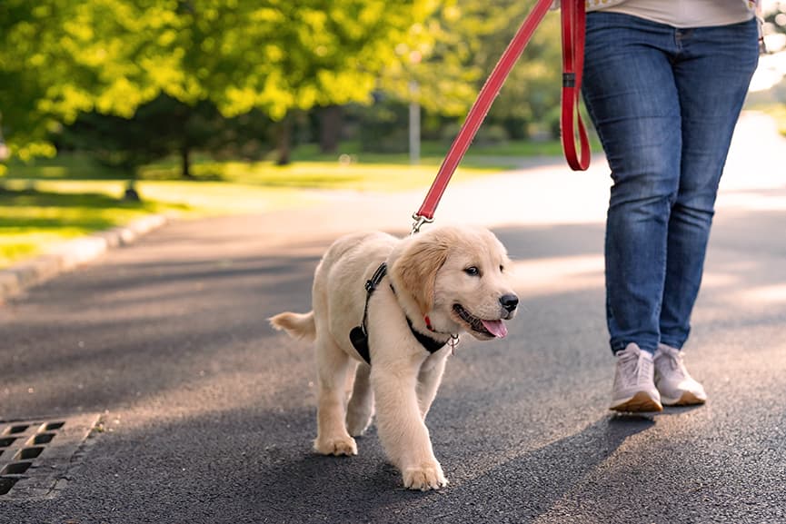 Educación básica del perro