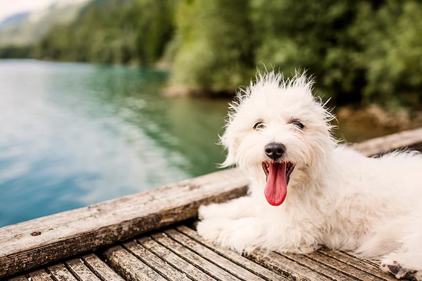Las enfermedades de perros más comunes en verano
