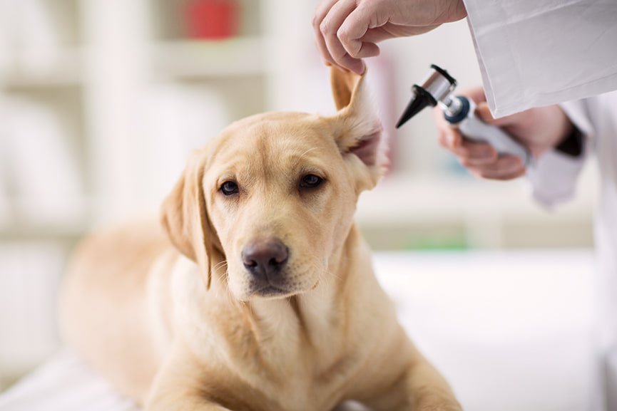 Otitis en perros