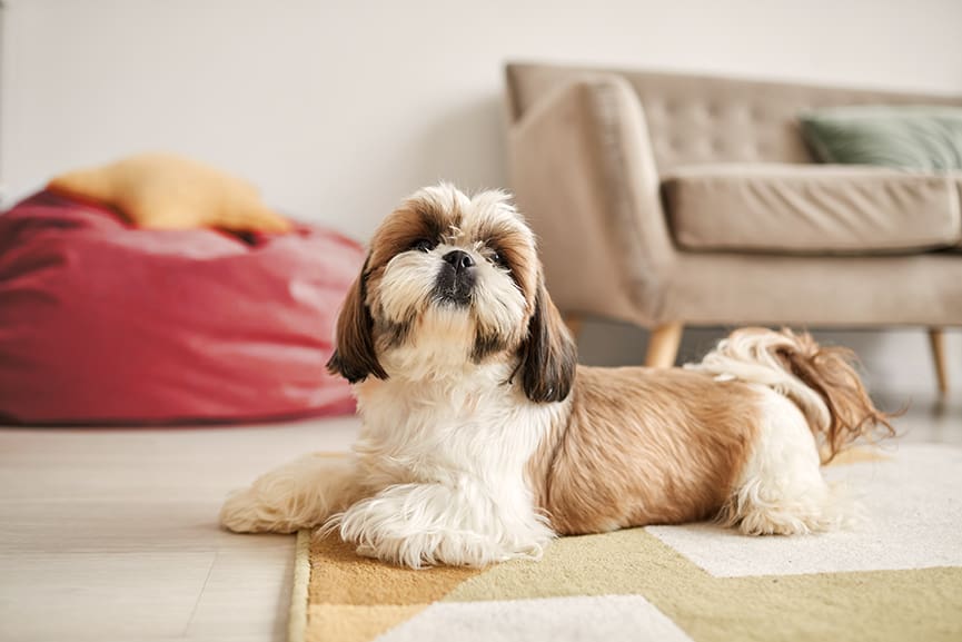 Perros hipoalergénicos 