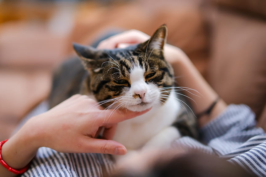 Por qué mi gato muerde