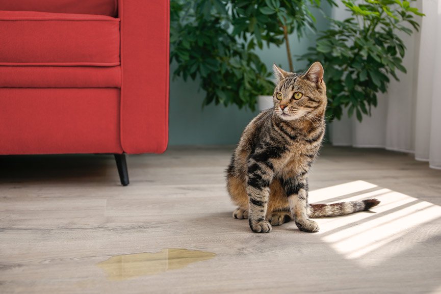 por qué mi gato hace pis fuera del arenero