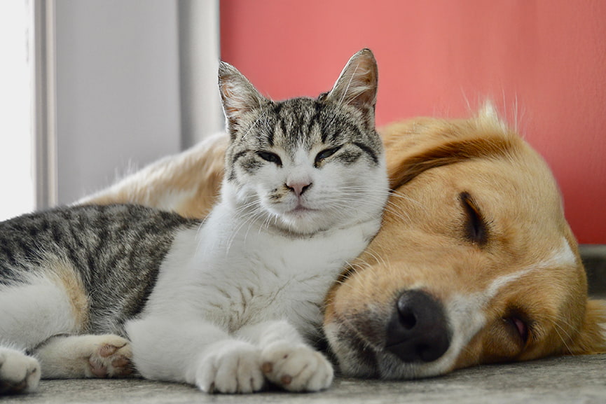 Precio seguro mascotas