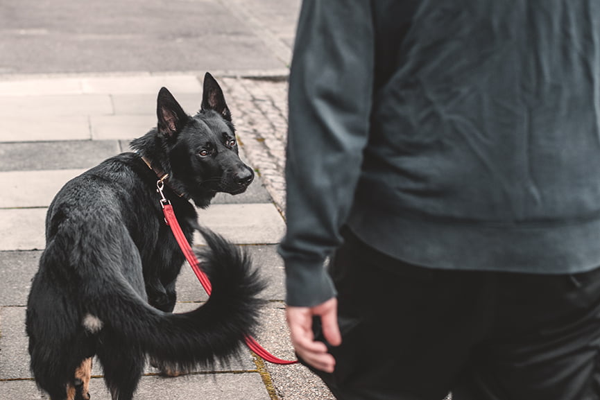 Qué hacer si tu perro muerde a alguien