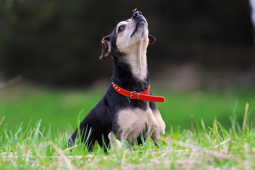 Qué es la leishmaniosis en perros