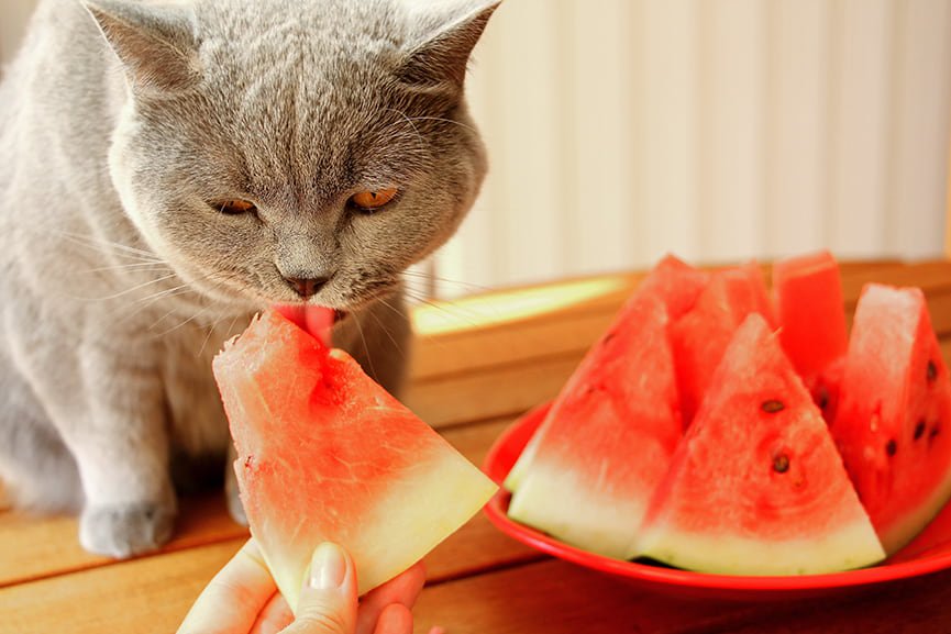 qué frutas pueden comer los gatos
