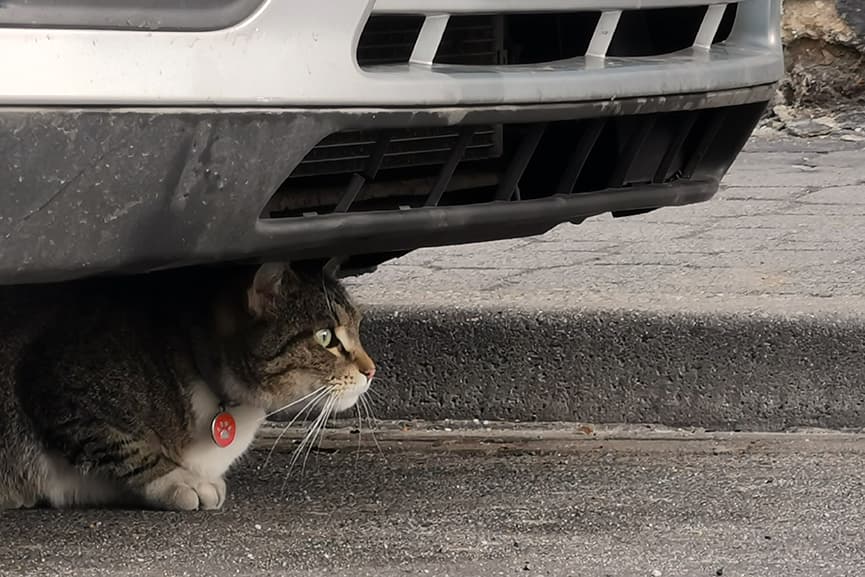 buscar a un gato que se ha escapado
