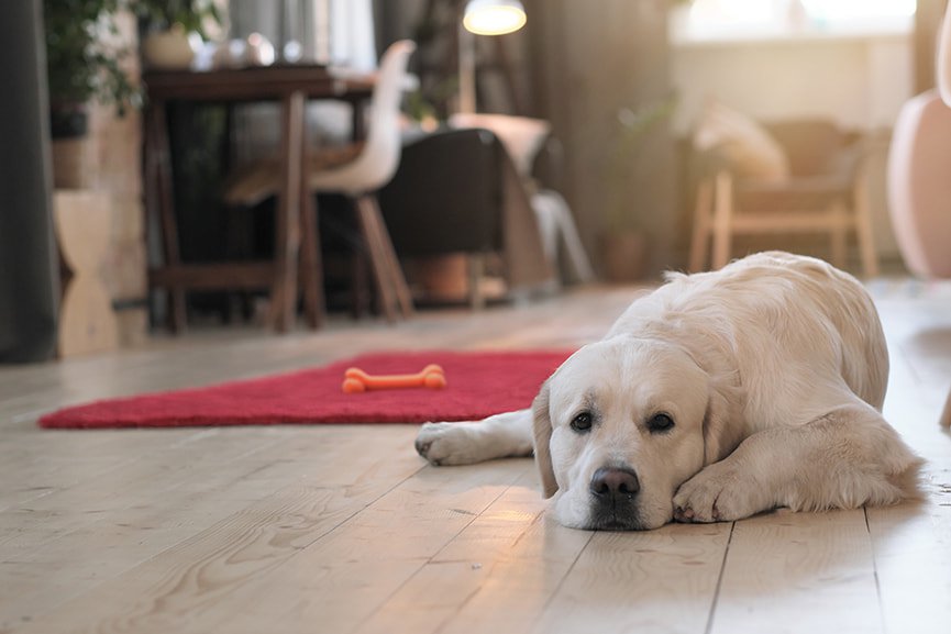 ansiedad por separación 