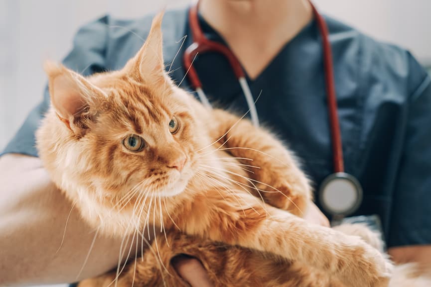 Vacunas para gatos