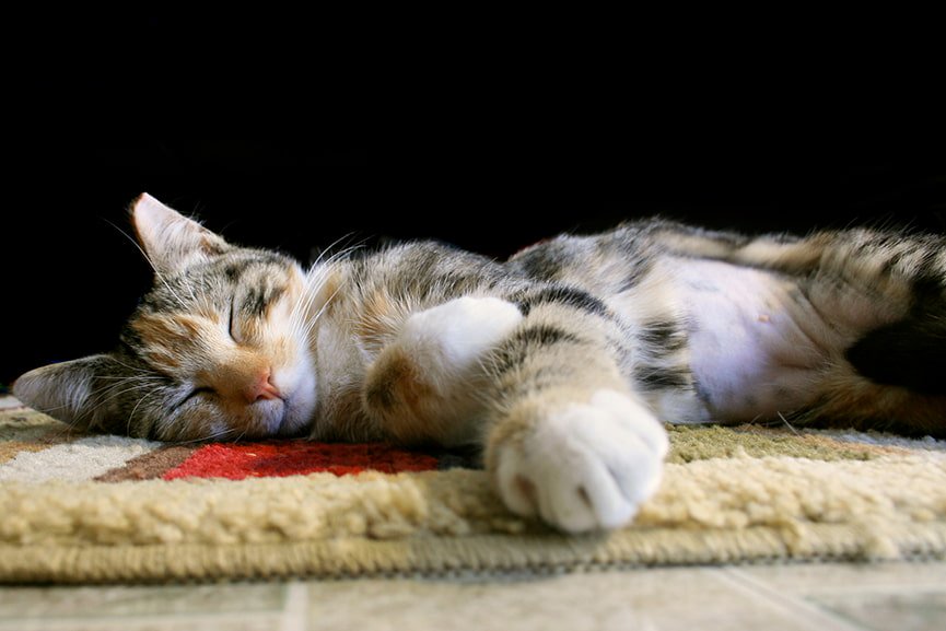 castración de gatos 