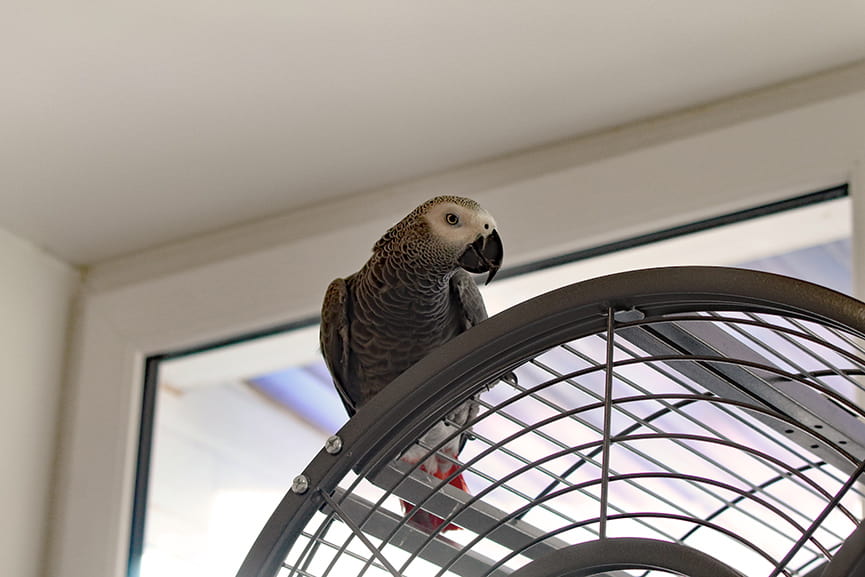 Loro como mascota