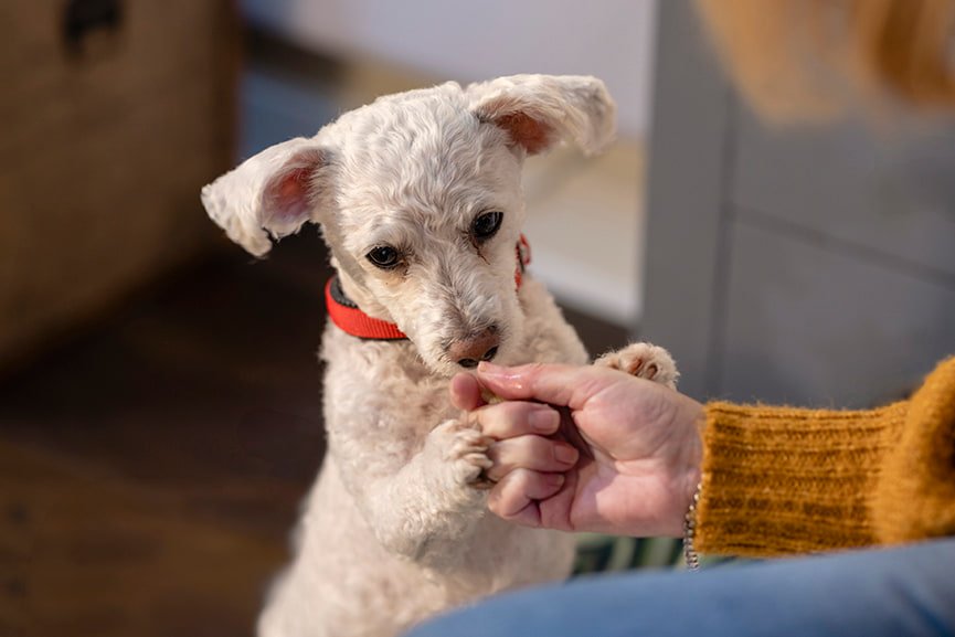 Olores que odian los perros
