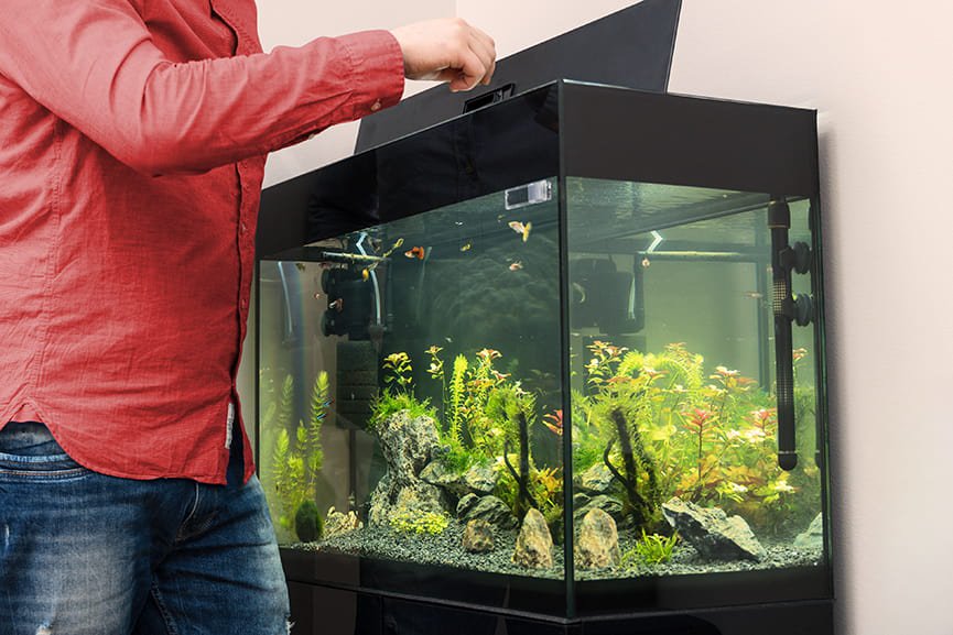 primer acuario en casa