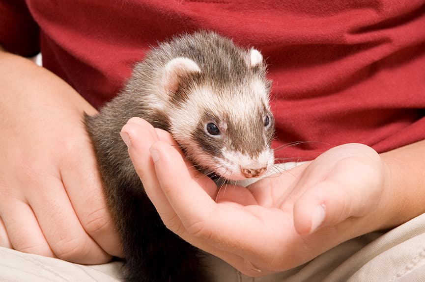 que necesitas saber antes de adoptar un huron