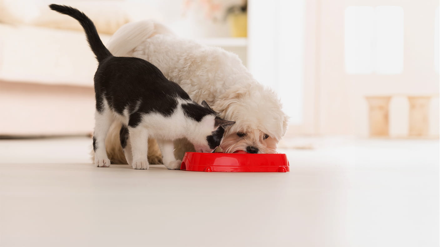 Qué saber antes de adoptar o comprar un hurón