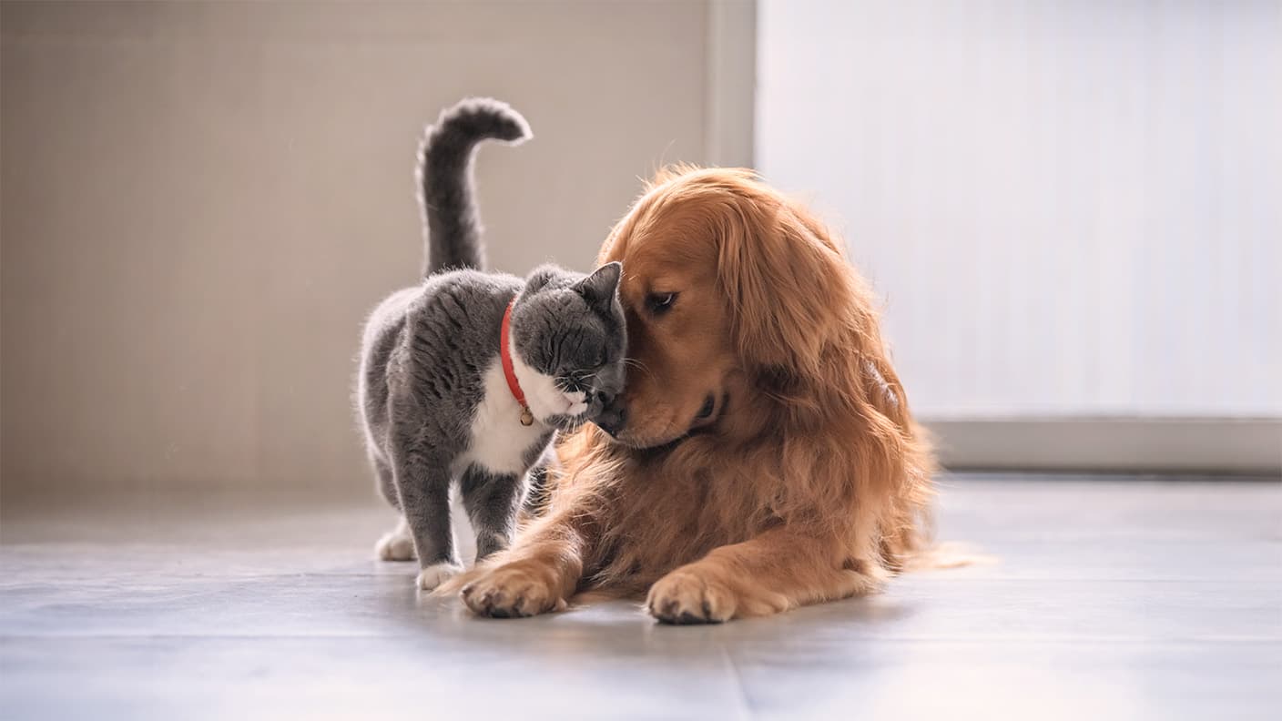 Perro y gato mirándose