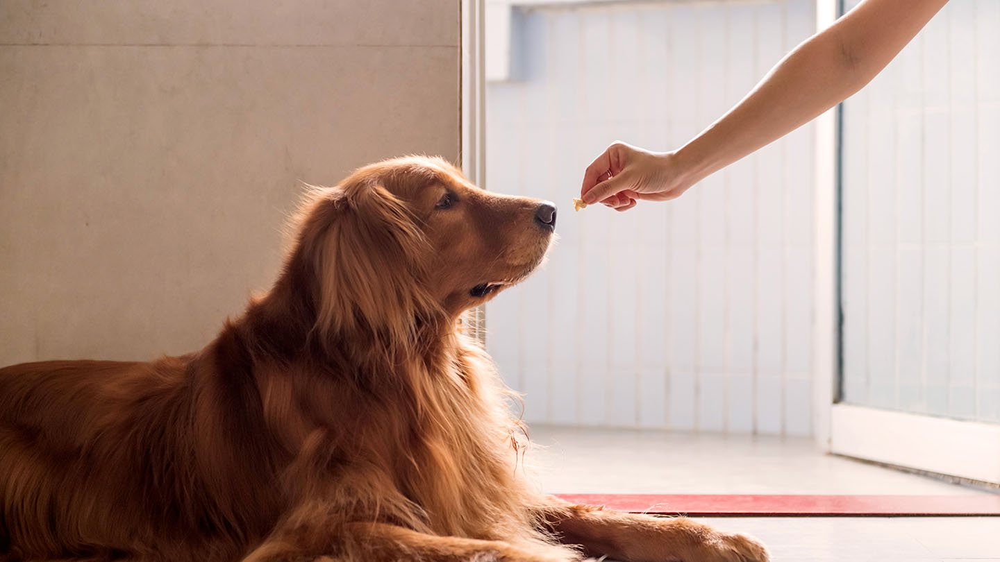 Ventajas de tener seguro para perros