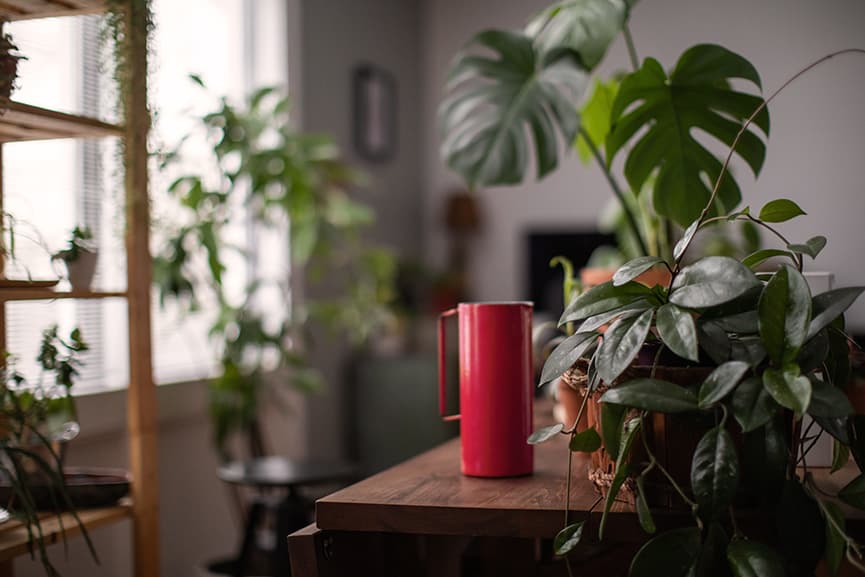 plantas de interior más resistentes y fáciles de cuidar 