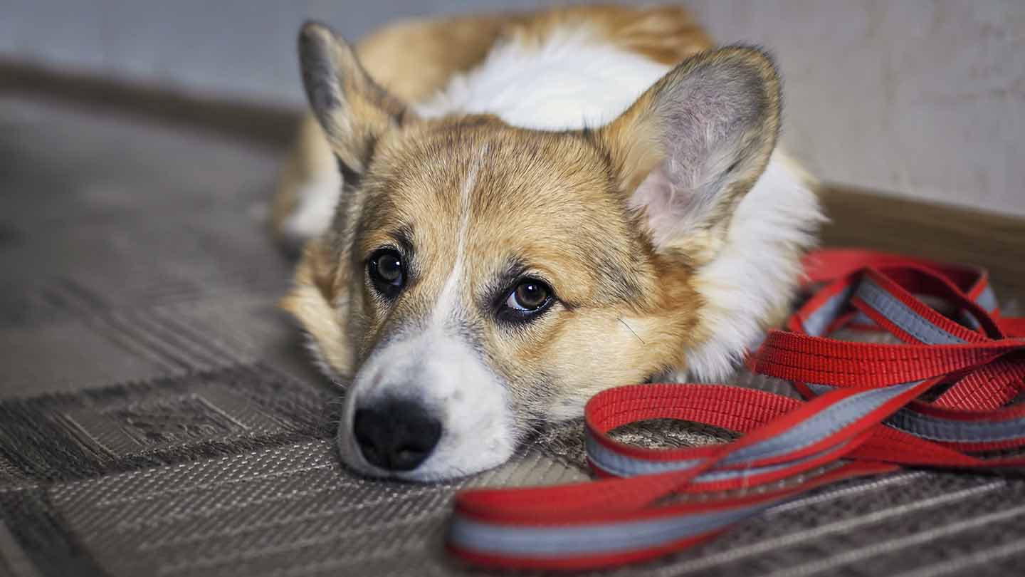 ¿Qué debo hacer si mi perro muerde?