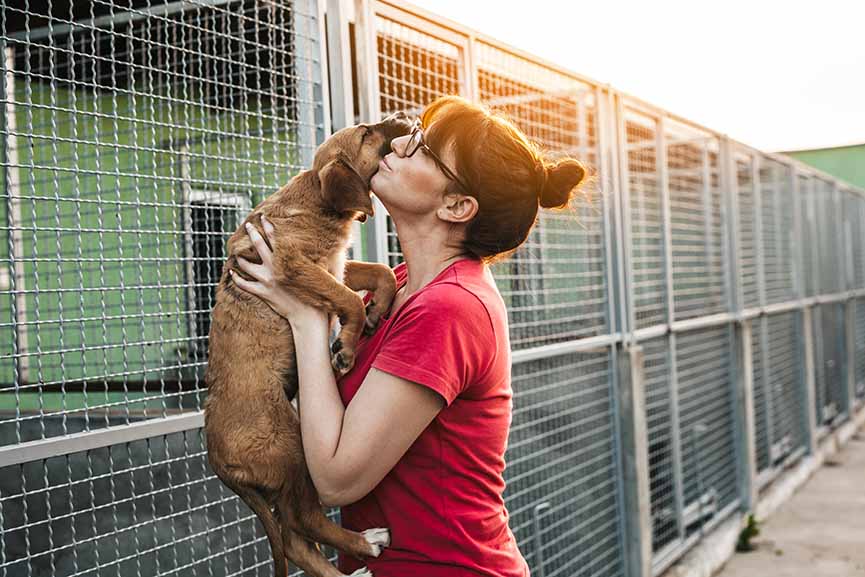 Puntos a considerar al adoptar a un animal