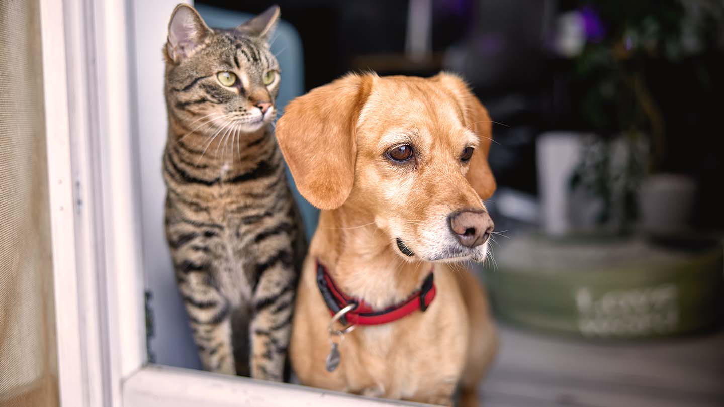 Casos en los que se recomienda el seguro de mascota