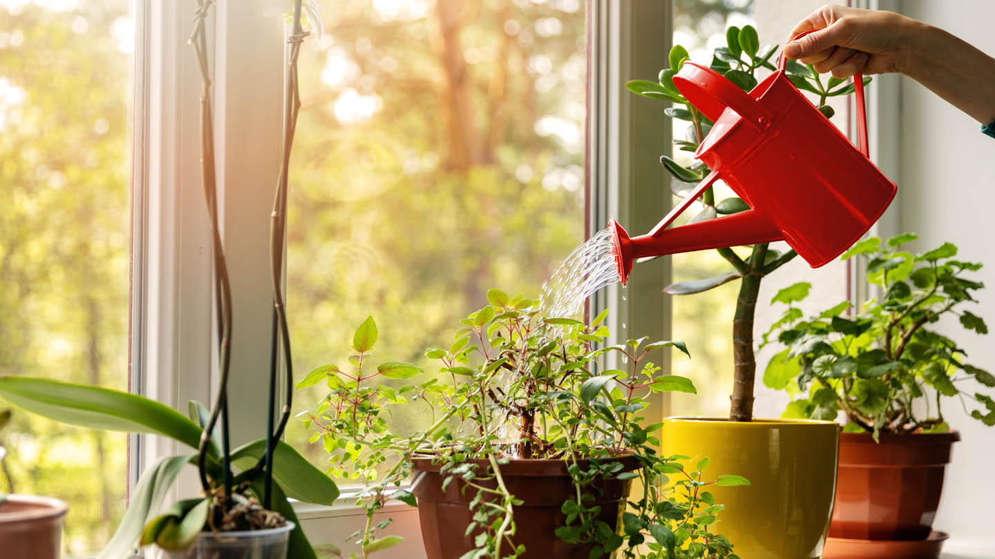 Las mejores plantas de verano para exterior e interior