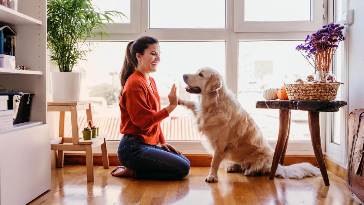 Asistencia de animales domésticos