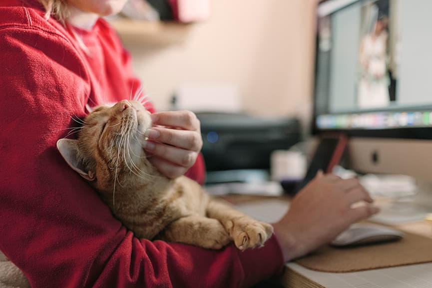 Beneficios del seguro de mascotas