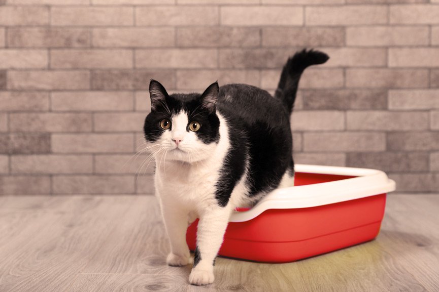 Cistitis en gatos