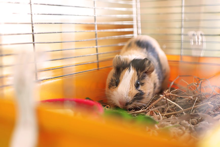 Cobaya