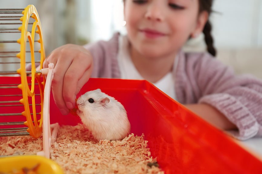 Cómo cuidar tu hamster