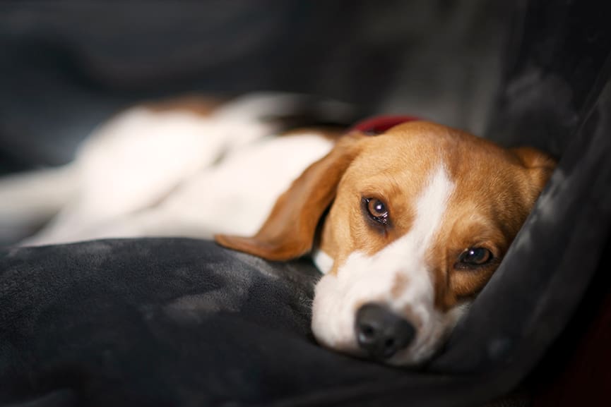 Cómo saber si tu mascota está enferma