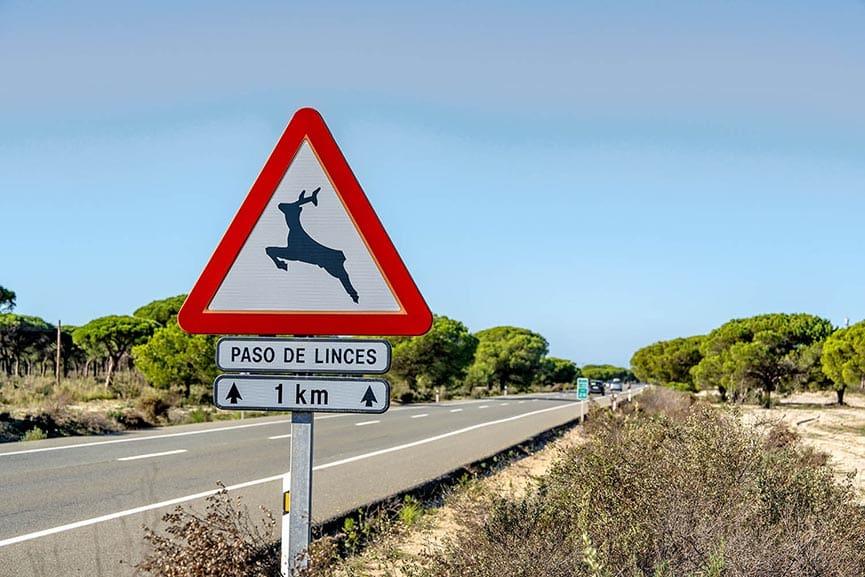 Animals damage on the motorbike