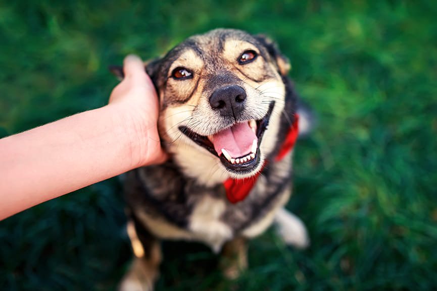 Detección y prevención de parásitos internos en perros