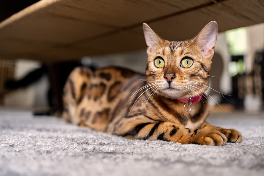 Gatos hipoalergénicos