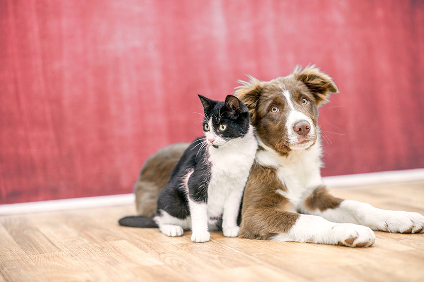 Responsabilidad Civil para Perros y Gatos