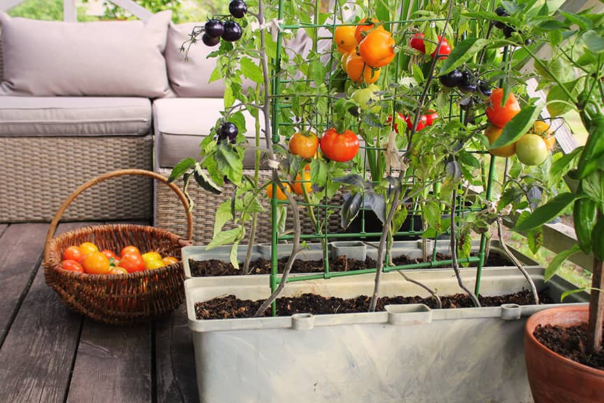 Tips de jardinería para cultivar tu propio huerto en casa