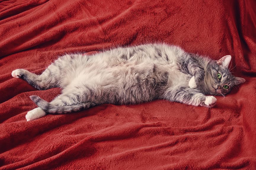 Lenguaje del gato