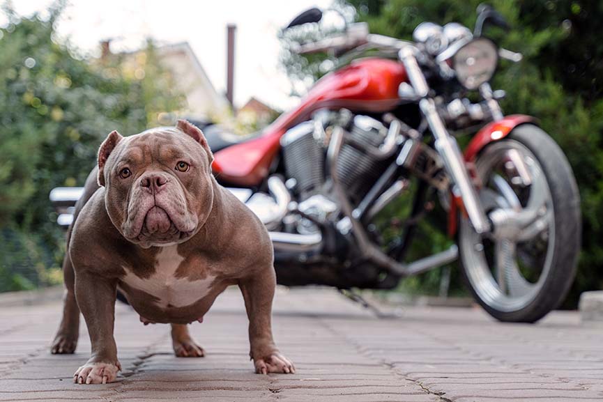 ¿Se puede transportar una mascota en moto?