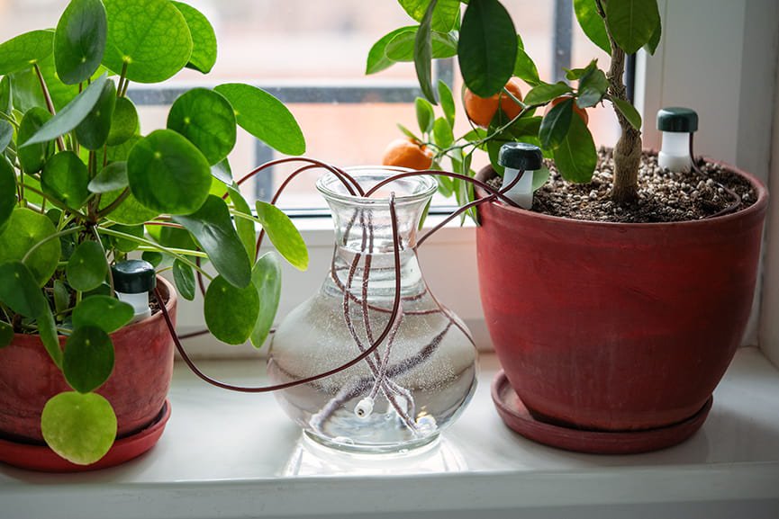 Plantas de interior verano