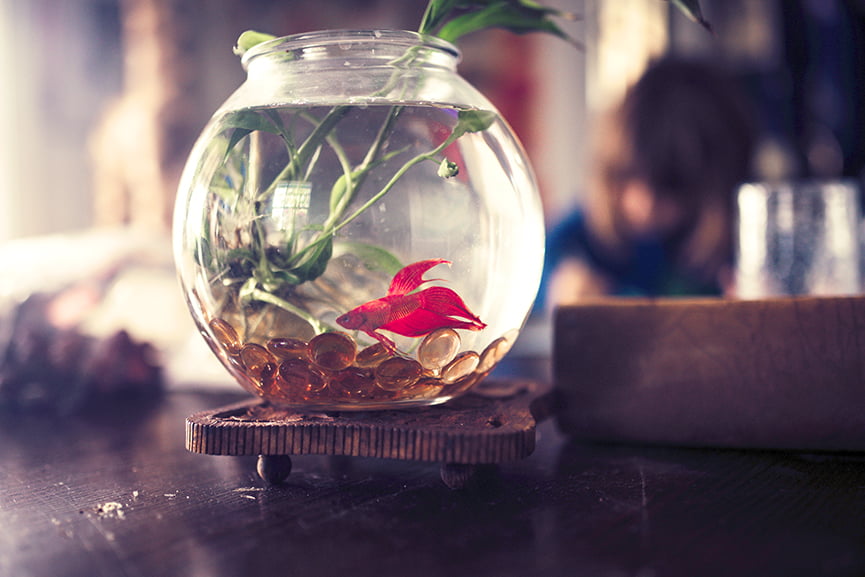 Primer acuario en casa
