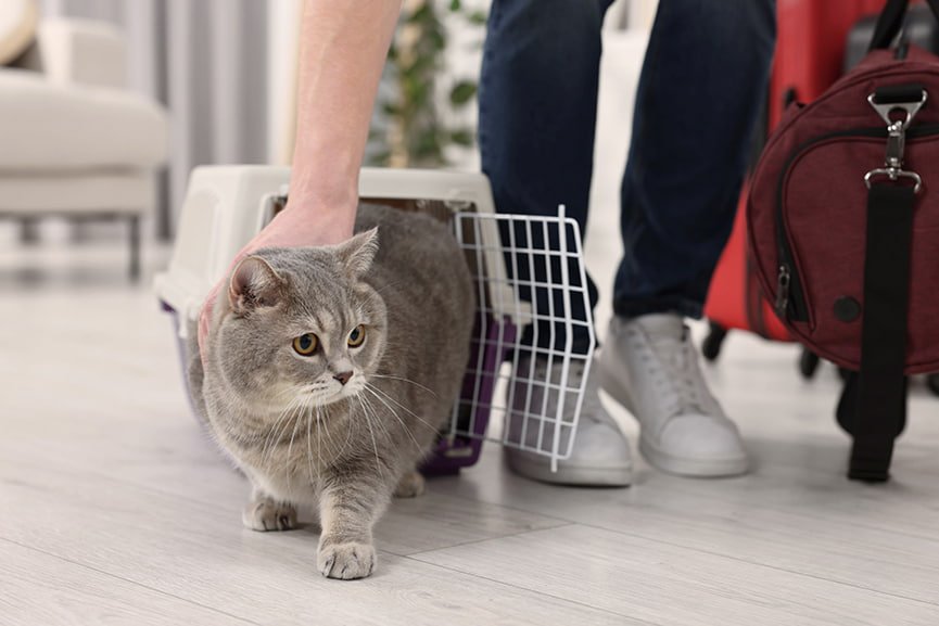 Primeros días gato adoptado